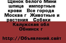 Щенок белого Мини шпица , импортные крови - Все города, Москва г. Животные и растения » Собаки   . Калужская обл.,Обнинск г.